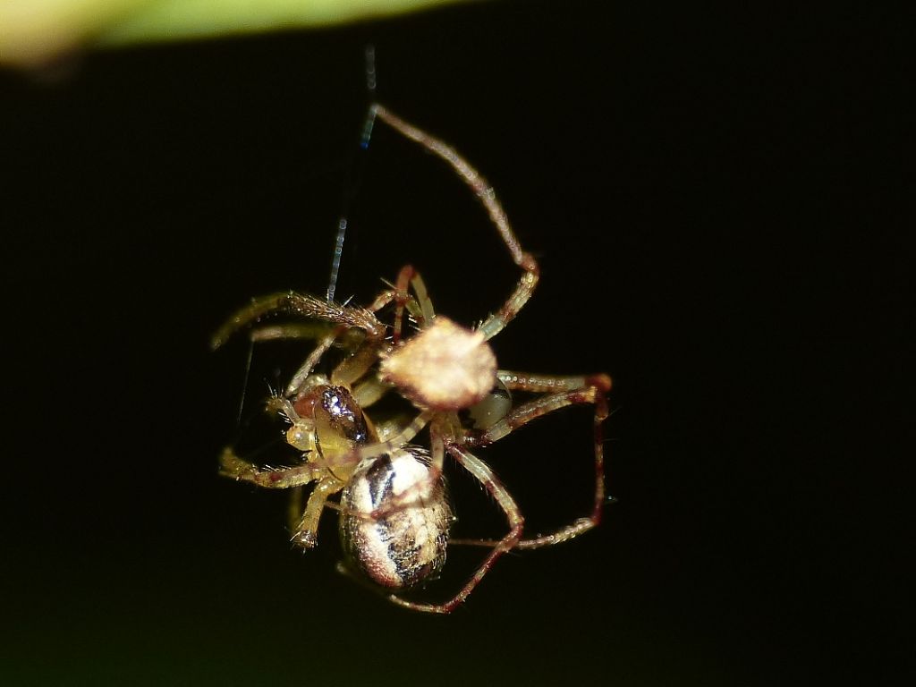 Passeggiate aracnologiche (di notte)